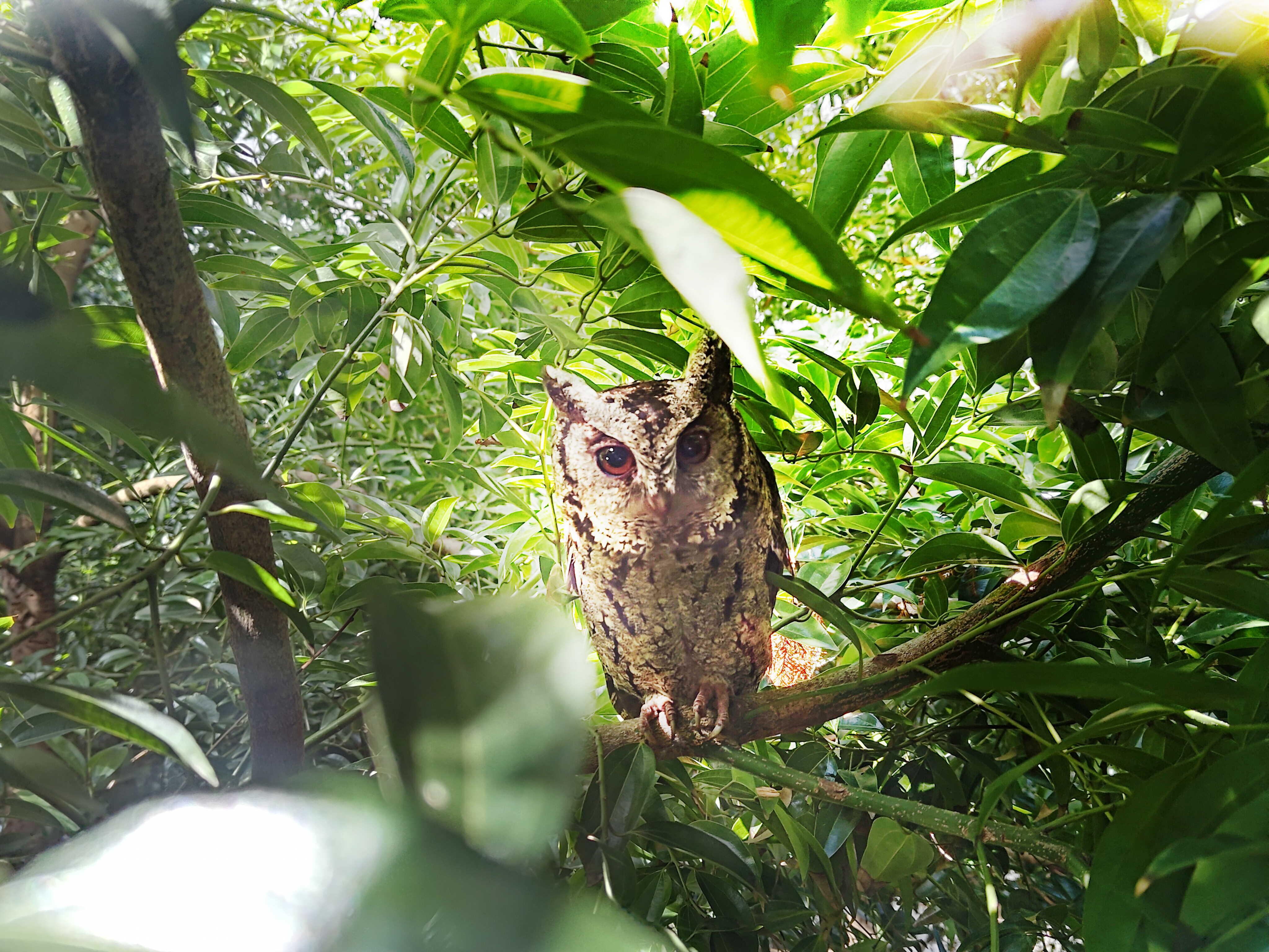 ⽜⼋体育致力提倡净零绿生活，16年以来在全球各厂区植树逾百万棵，造就各厂区树木蔚然成林，犹如森林工厂，成为许多生物的栖息地